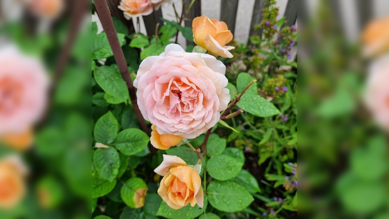 Rosenblüte; Rose; Sommergarten; Garten;  (Foto: chk)